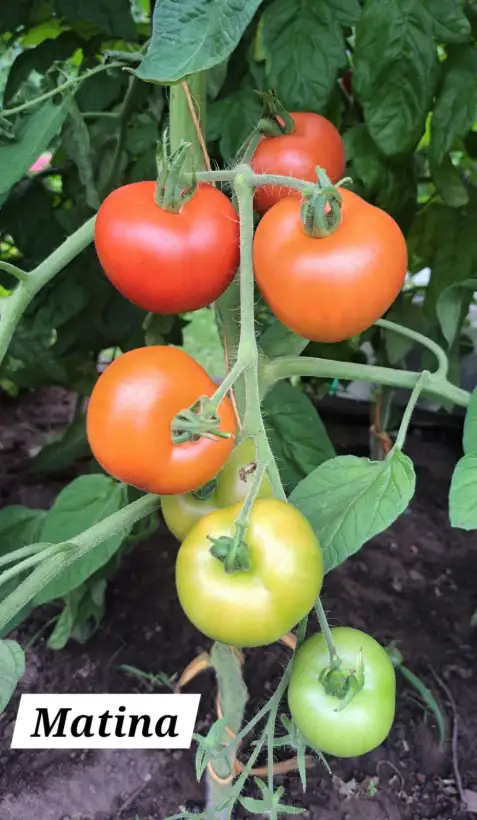 Tomaten: Matina