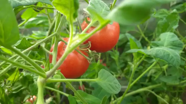 Tomaten: Matina