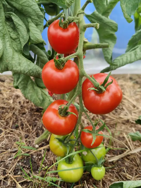 Tomaten: Matina