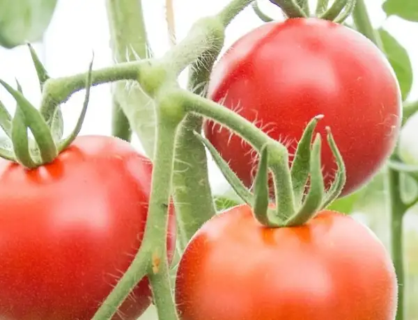 Tomaten: Matina
