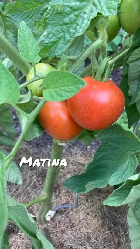 Tomaten: Matina