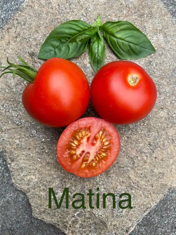 Tomaten: Matina