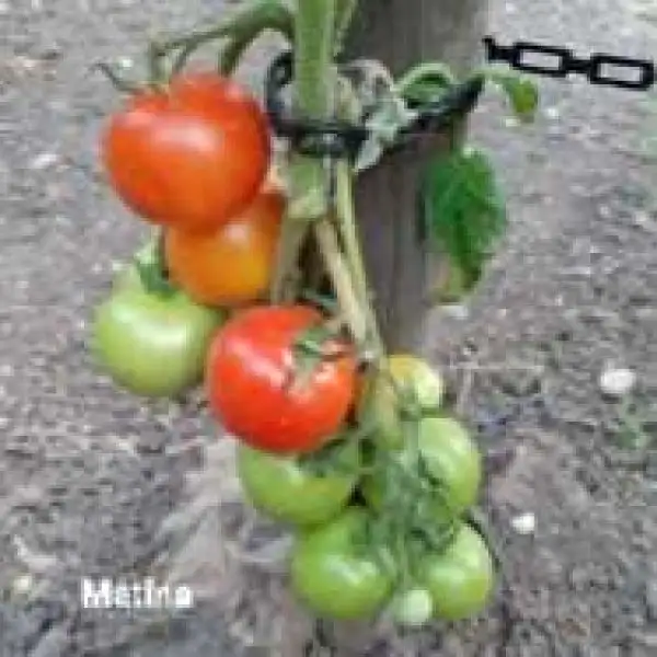 Tomaten: Matina