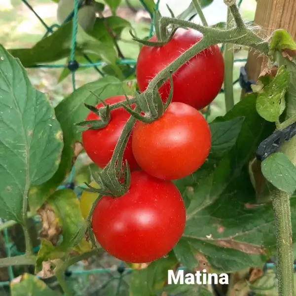 Tomaten: Matina