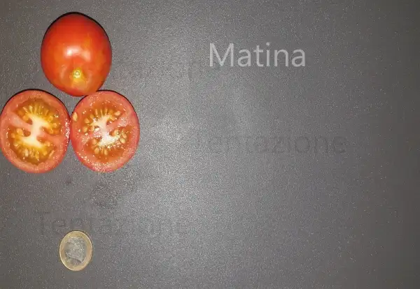 Tomaten: Matina