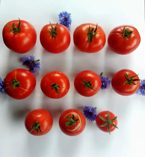 Tomaten: Mato