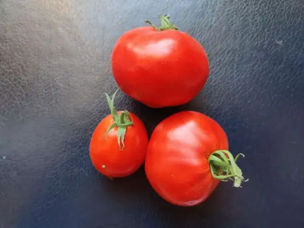 Tomaten: Matt d’Imperio