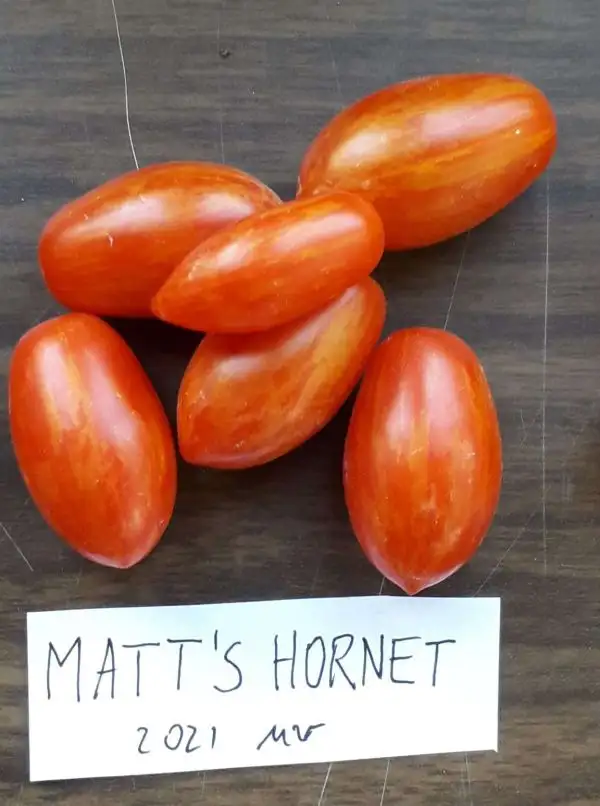 Tomaten: Matt