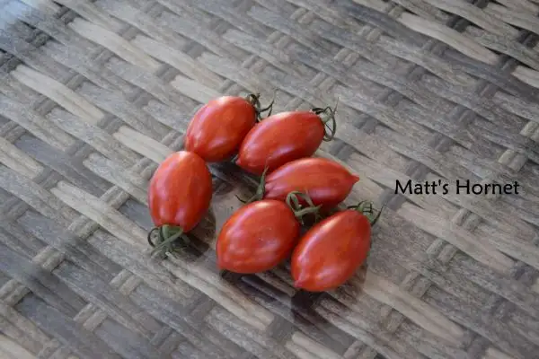 Tomaten: Matt’s Hornet