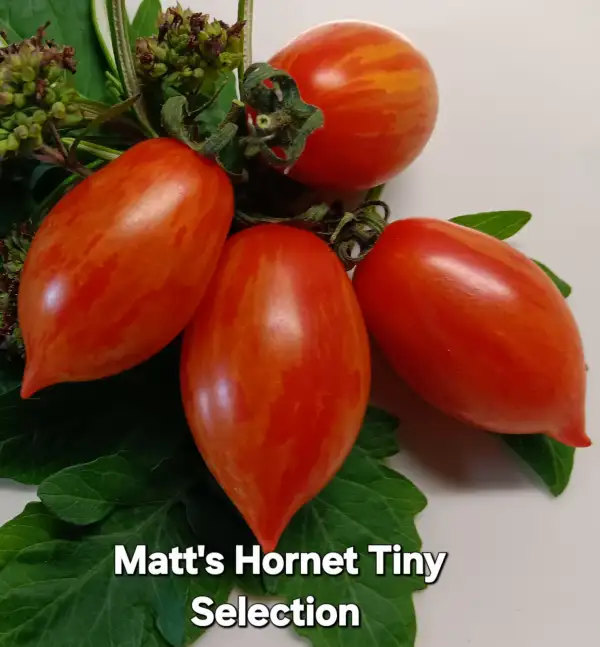 Tomaten: Matt`s Hornet Tiny Selection