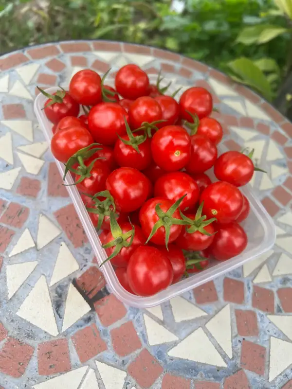 Tomaten: Matt‘s Wild Cherry