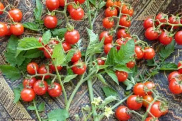 Tomaten: Matt’s Wild Cherry