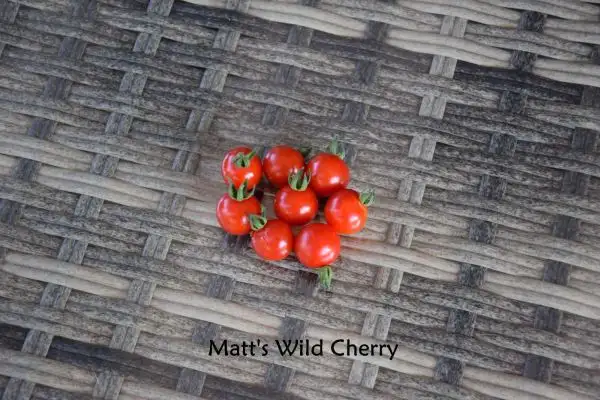 Tomaten: Matt