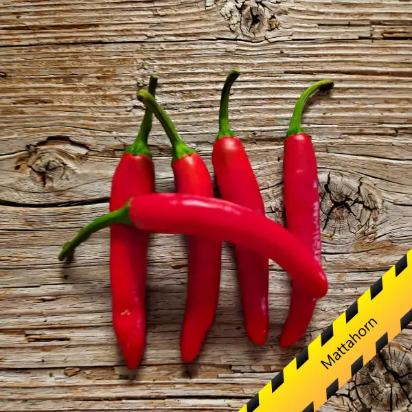 Chili: Mattahorn