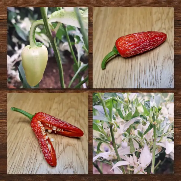 Chili / Paprika: Mattapeño F6 (variegated)