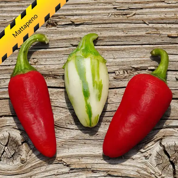Chili: Mattapeno