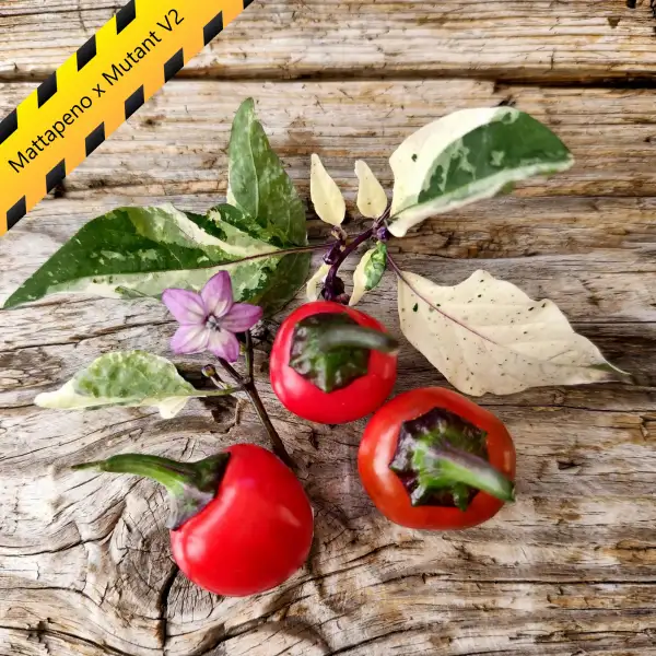 Chili: Mattapeno x Mutant
