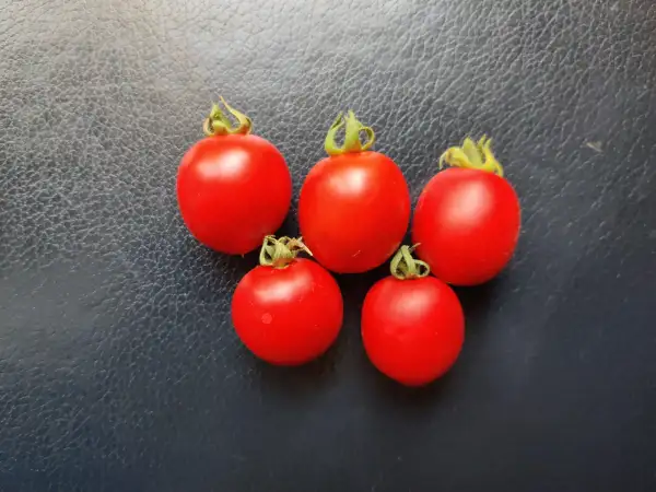 Tomaten: Matura