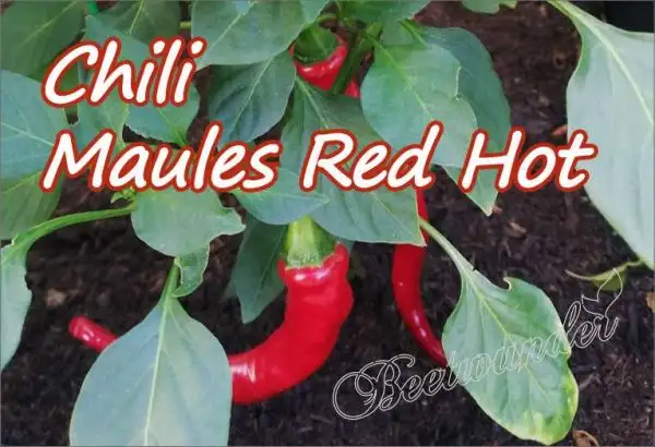 Chili / Paprika: Maules Red Hot