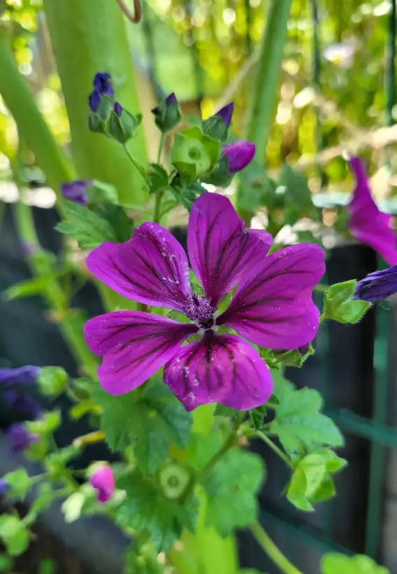 Blumen: Mauretanische Malve