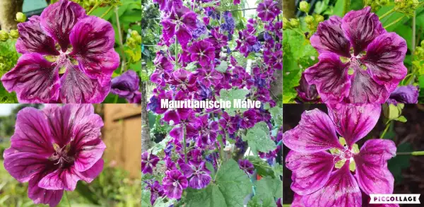 Blumen: Mauretanische Malve