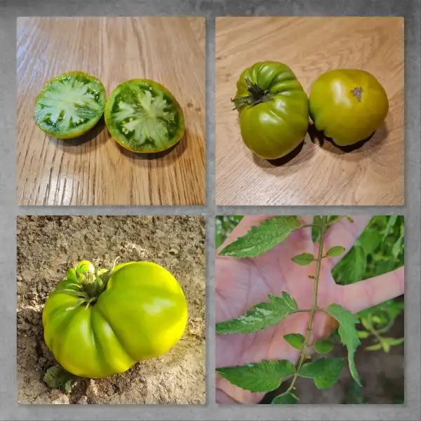 Tomaten: Max