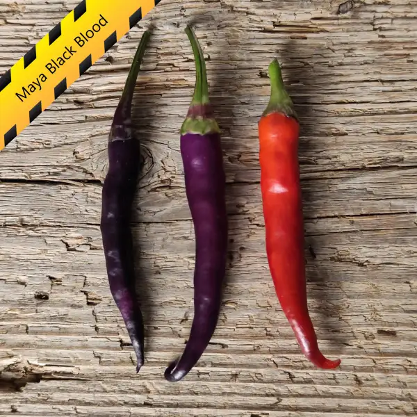 Chili: Maya Black Blood