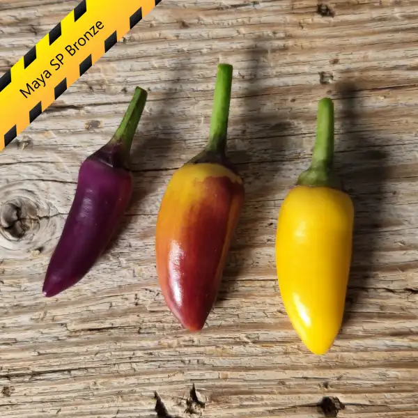 Chili: Maya SP Bronze