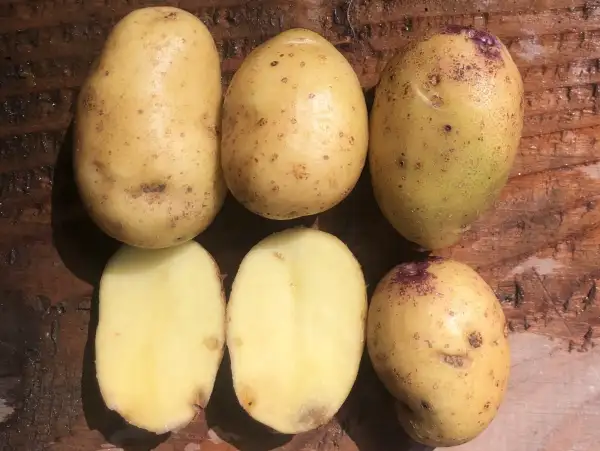 Kartoffeln: Mayan Queen