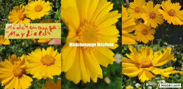 Blumen: Mayfield - Mädchenauge