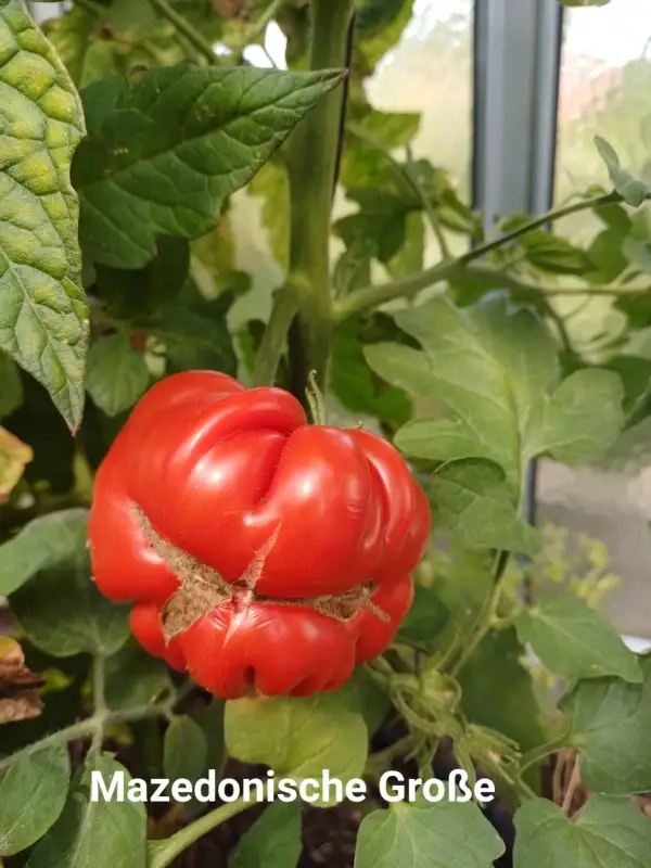 Tomaten: Mazedonische Große