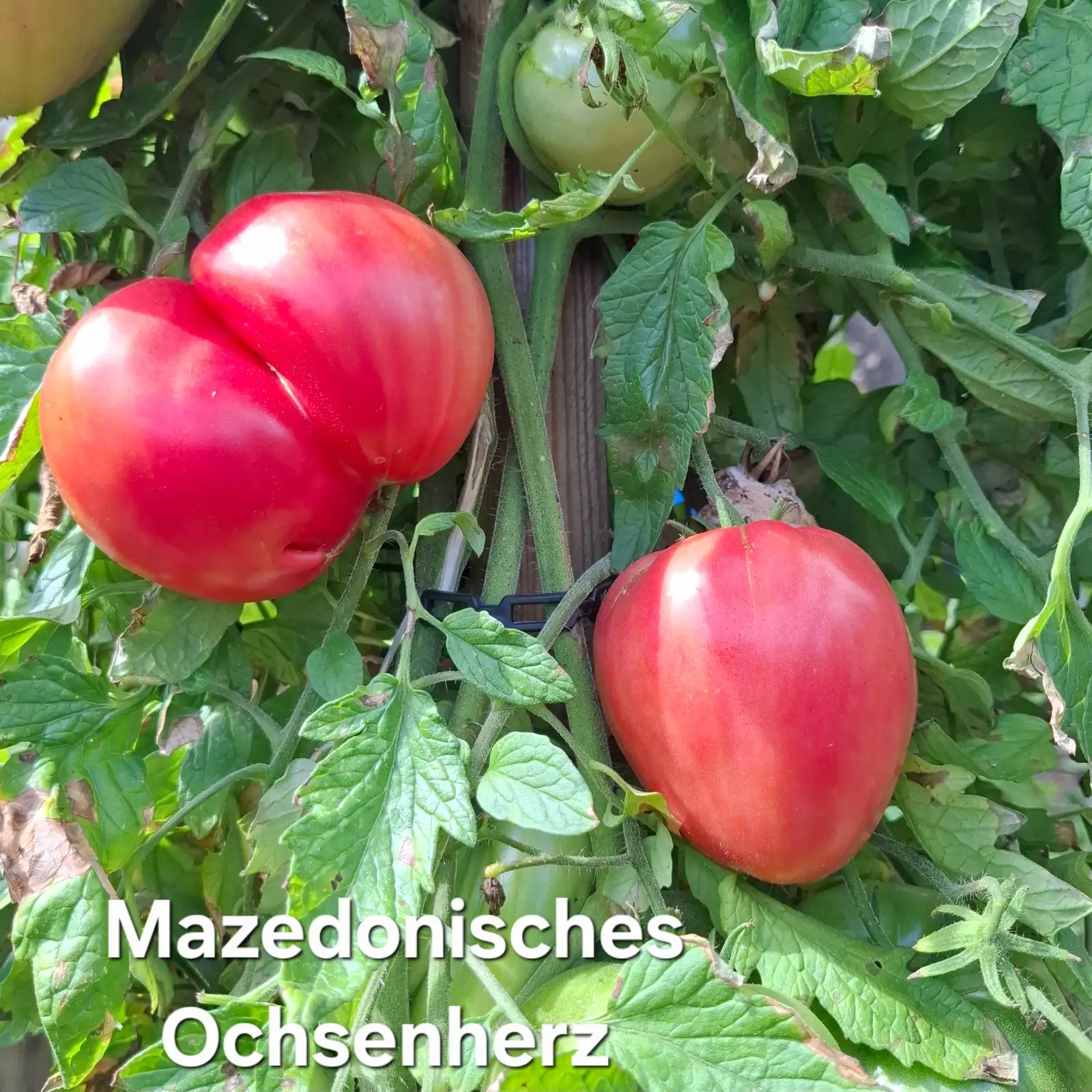 Tomaten: Mazedonisches Ochsenherz