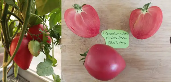 Tomaten: Mazedonisches Ochsenherz