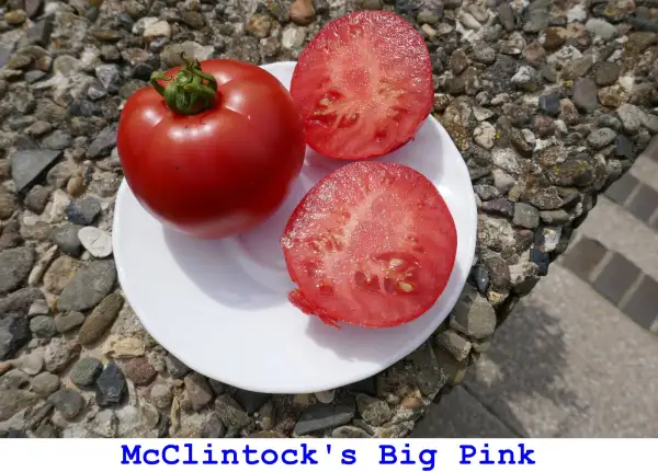 Tomaten: McClintock’s Big Pink