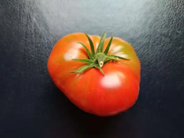 Tomaten: McKinley