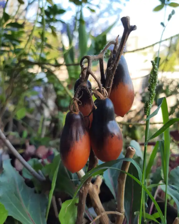 Tomaten: MD Ginnie