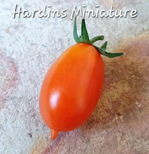 Tomaten: MD Hardins Miniature