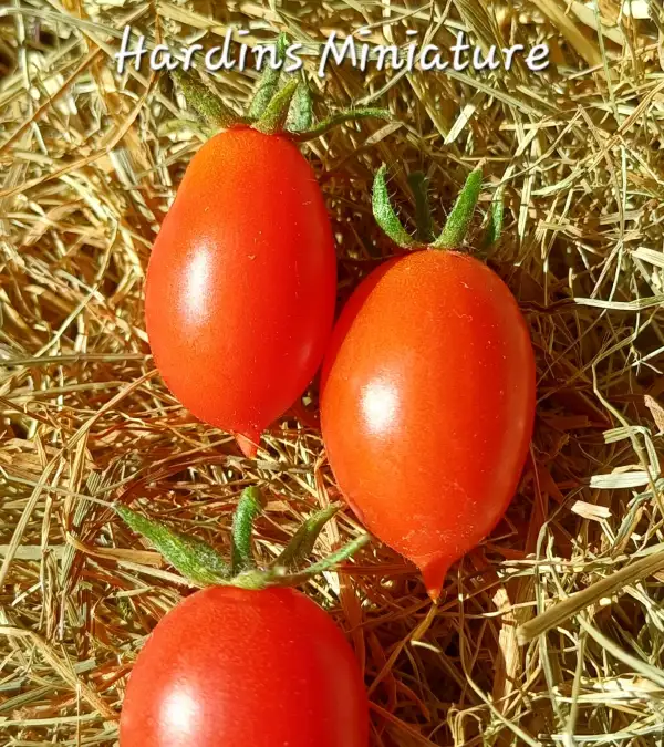 Tomaten: MD Hardins Miniature