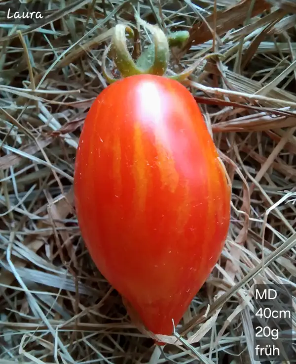 Tomaten: MD Laura