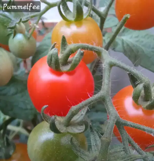 Tomaten: MD Pummelfee