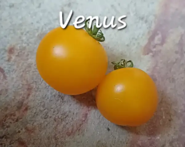 Tomaten: MD Venus