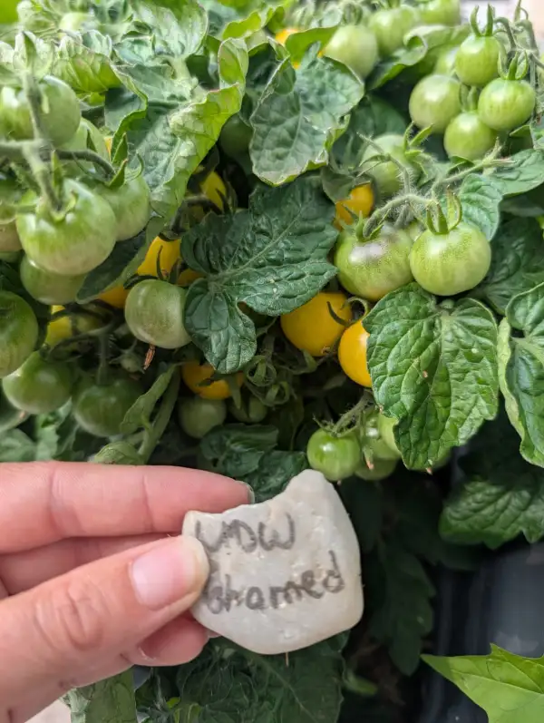 Tomaten: MDW Mohamed
