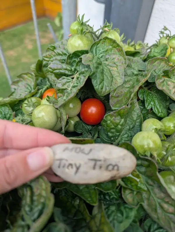 Tomaten: MDW Tiny Tim