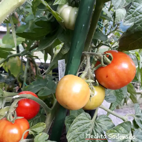 Tomaten: Mechta Sadovada