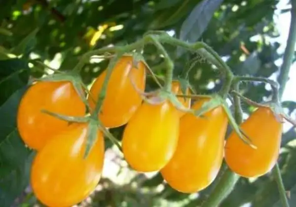 Tomaten: Medovaya Kaplya