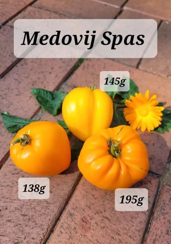 Tomaten: Medovij spas