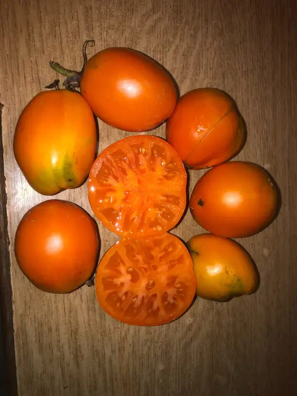 Tomaten: Medovoe Serdce