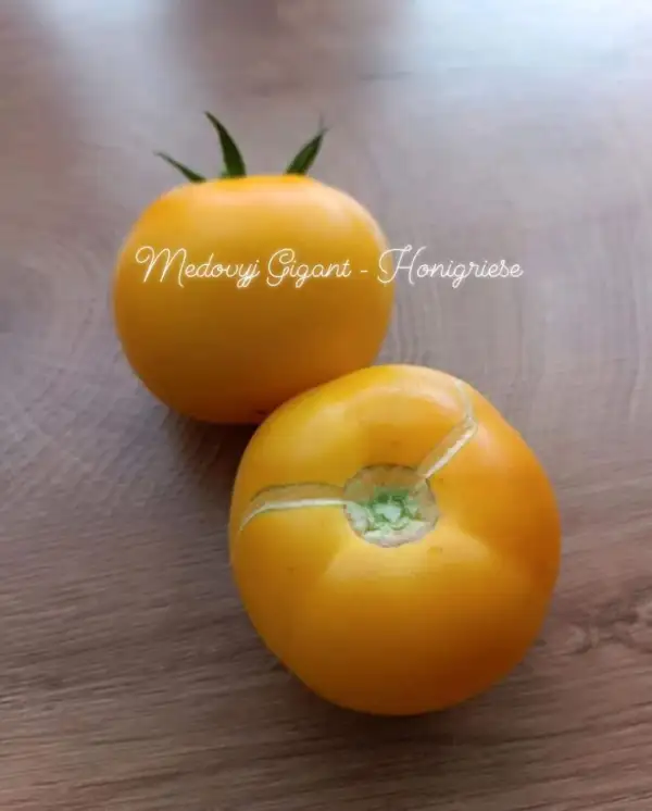 Tomaten: Medovyj Gigant