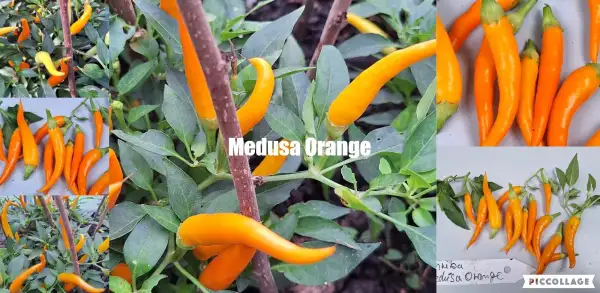 Paprika: Medusa Orange - Paprika