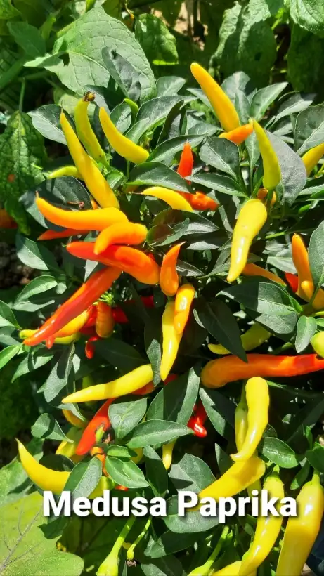 Chili / Paprika: Medusa Pepper